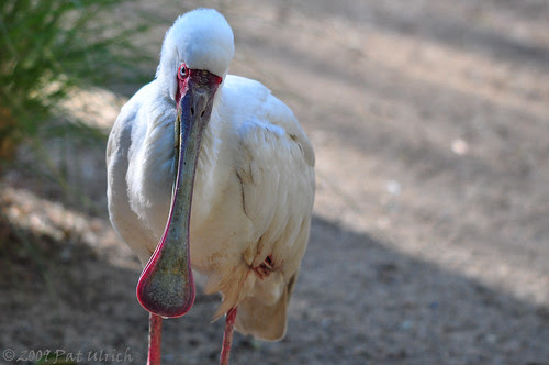 Spoonbill