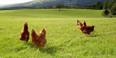 freerangechickens Free Range Chickens Roaming in a field