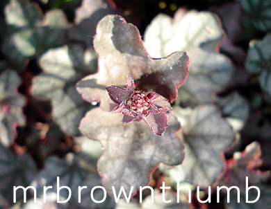 Heuchera X 'Crown Jewel'