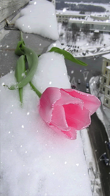 Тюльпан под снегом