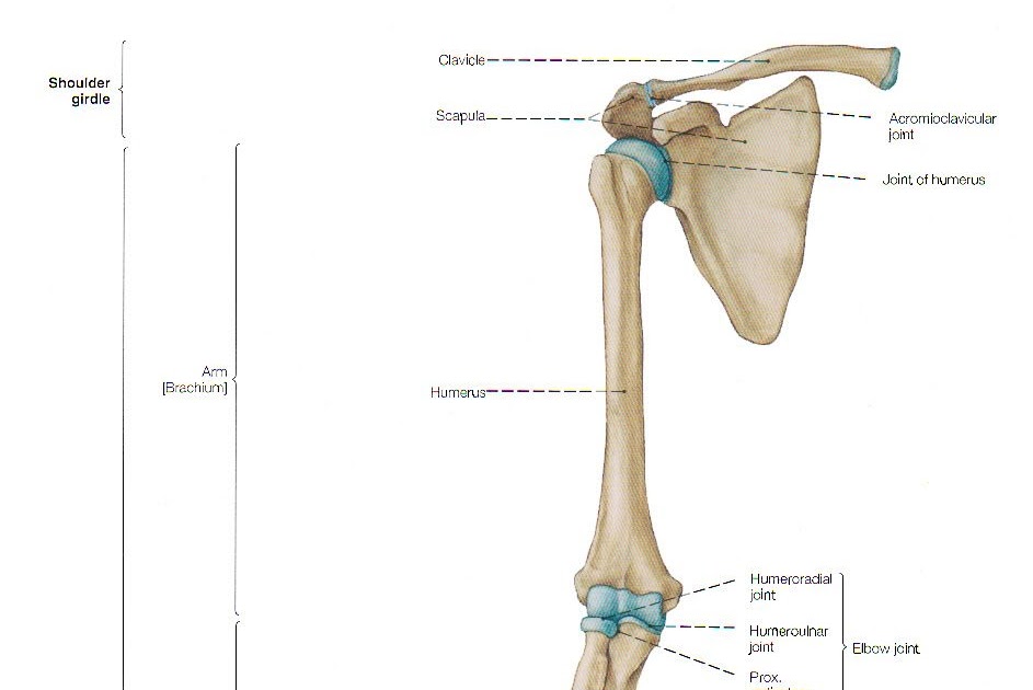 Upper Leg Bone Diagram - Skeletal System Diagrams | Anatomy | Pinterest