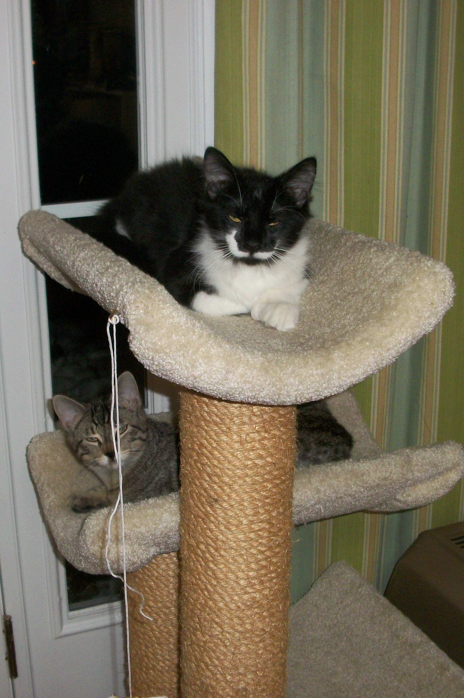 Linus and Charlie on Cat Tree Linus and Charlie on cat tree