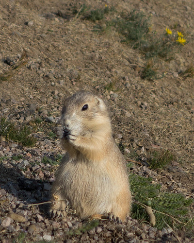 Black-tailed prairie dog