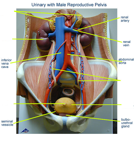 Torso Model Anatomy Labeled : BIOL 160: Human Anatomy and Physiology