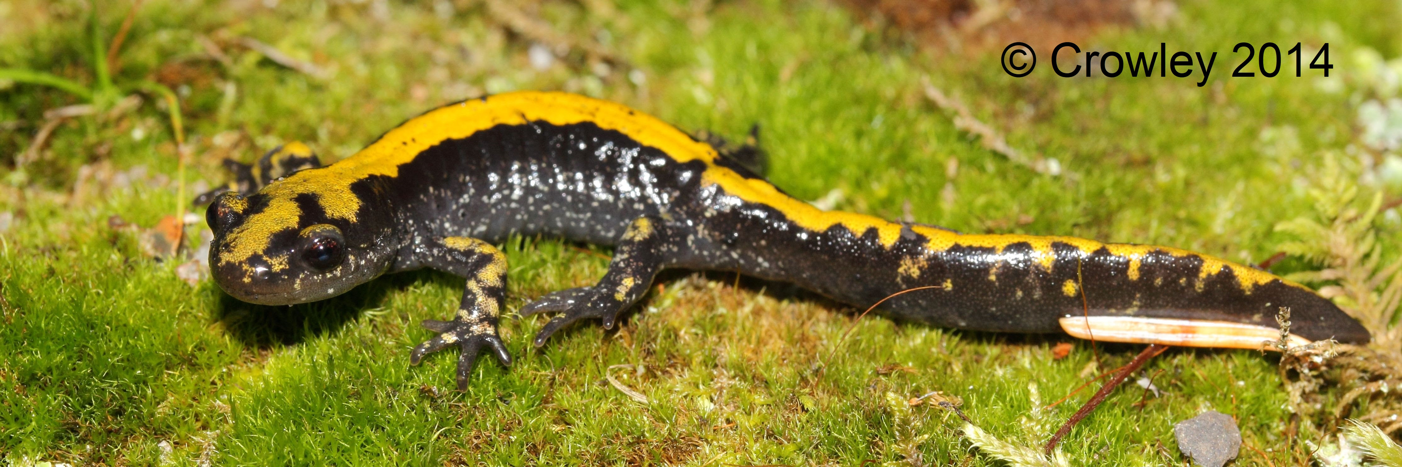 Pictures Of Amphibians - Bilscreen