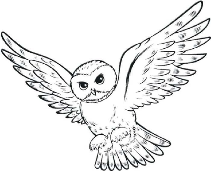 Dessin A Imprimer Harry Potter Hedwige  Dessin Coloriage