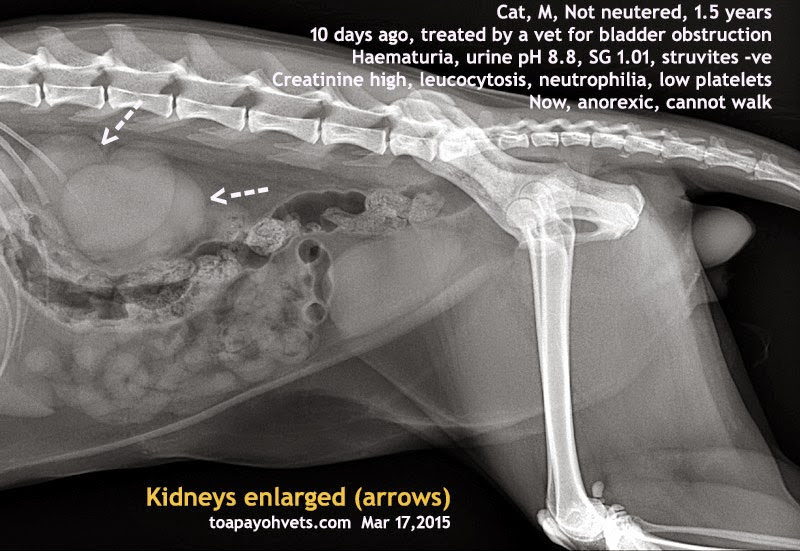 Veterinary and Travel Stories 1157. STORY. The meowing cat. Kidney disease FLUTD cat passes