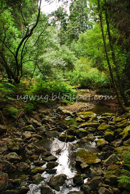 Muir Woods