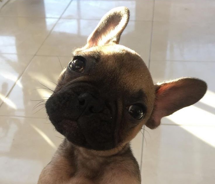 French Bulldog Puppies For Sale Under 1000 In