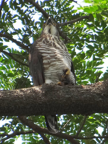 鳳頭蒼鷹/無限台南