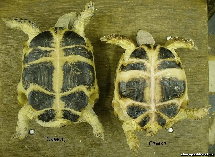 Как отличить черепаху мальчика. Среднеазиатская черепаха пол. Пластрон красноухой черепахи. Как определить пол черепахи сухопутной. Пол красноухой черепахи по панцирю.