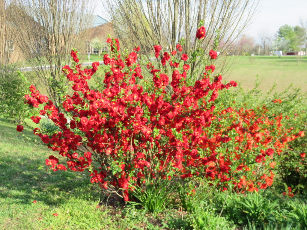 Texas Scarlet Flowering Quince - 5uhwa23erf3