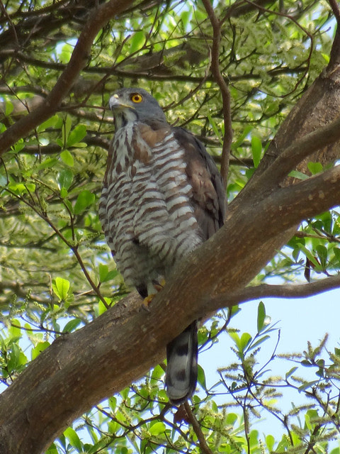 鳳頭蒼鷹/無限台南