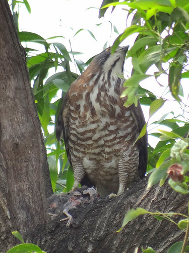 鳳頭蒼鷹/無限台南