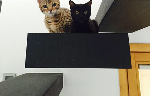 年のベスト 2pm ジュノ 猫 無料ダウンロード画像
