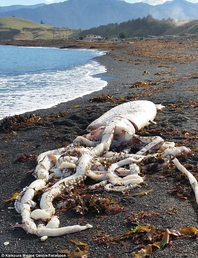 A man spotted an unusual and incredible sight on his morning stroll along South Bay beach when an incredible giant squid was washed up on the shore on New Zealand's south island