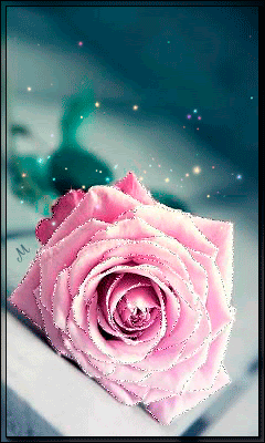 Розовая роза♥