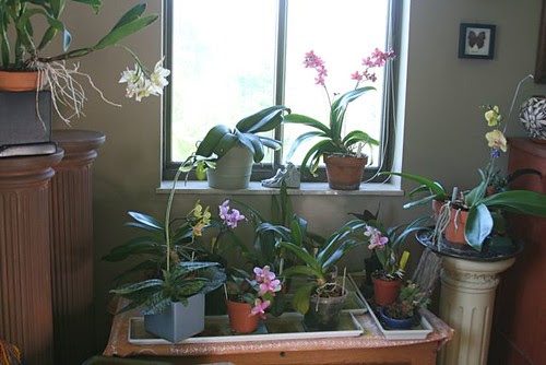 orchidsinsitu