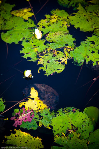 Mushrooms-1