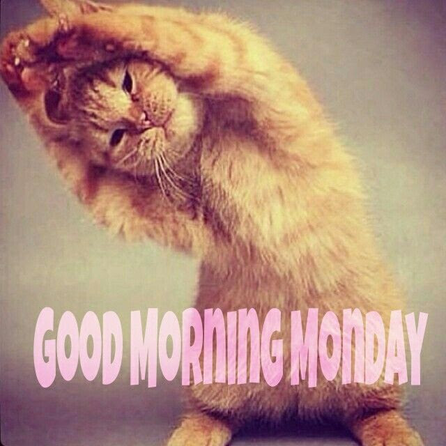 Best 50 Cute Good Morning Monday Images Hd Greetings Images