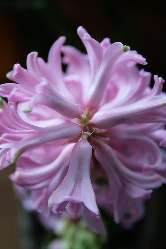 prima primavera