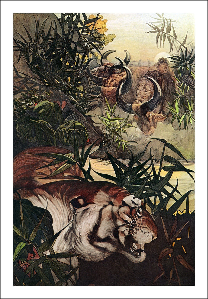 Edward Julius & Maurice Detmold, The jungle book