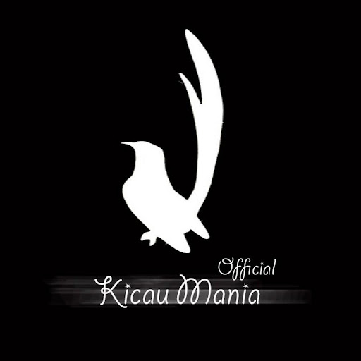 Gambar Burung Murai Batu Vector Gambar Burung