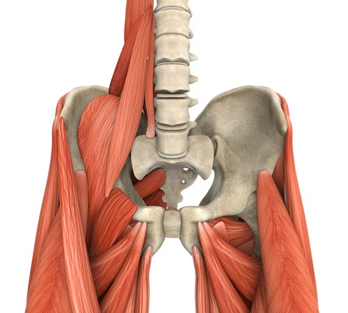 What Muscles Attach Left Hip And Back / Factors Predictive of Early SpA