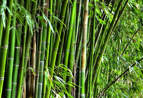 RUMAH UMKM Waktu Paling Tepat Menebang Bambu 