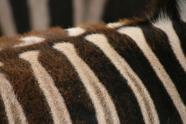 Monarto