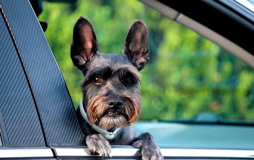 owalo design Nux Vomica D6 Fur Hunde