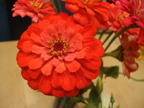 Princeton Farmers Market flowers