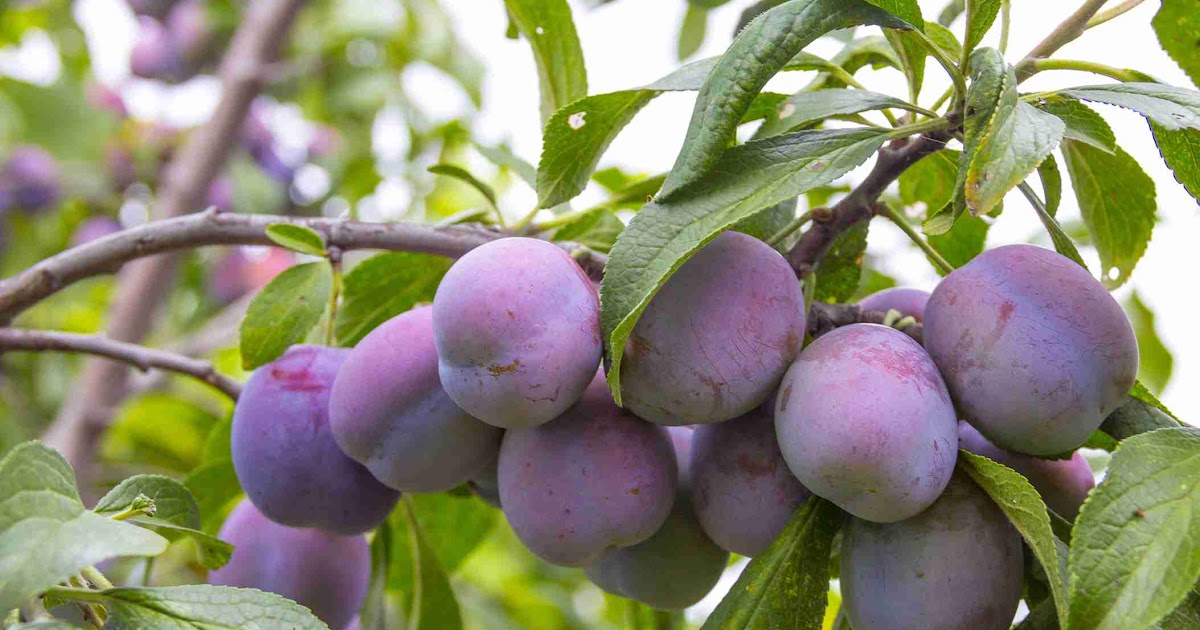 Pigeon Plum Tree Fruit | Fruit Trees