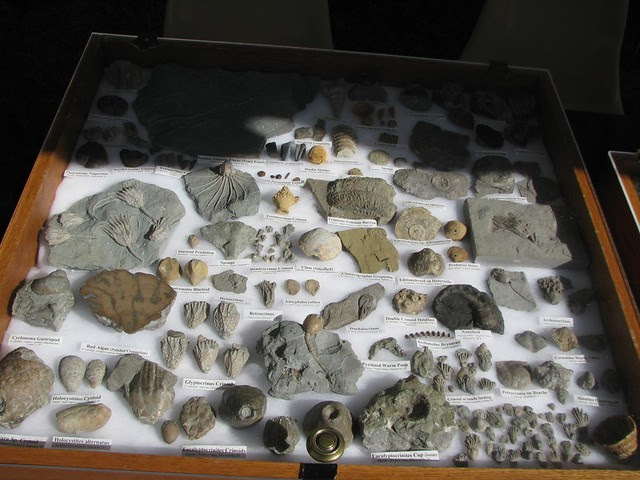 Kentucky Paleontological Society fossil collection