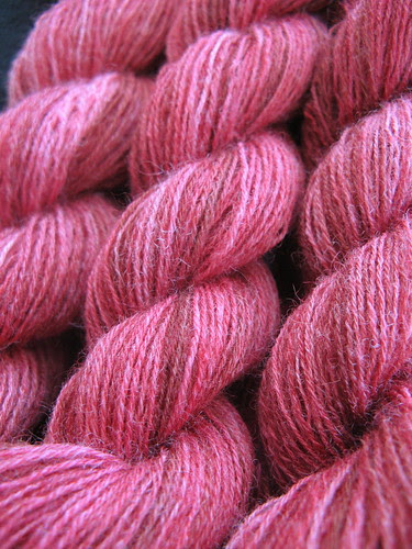 Redwood Closeup