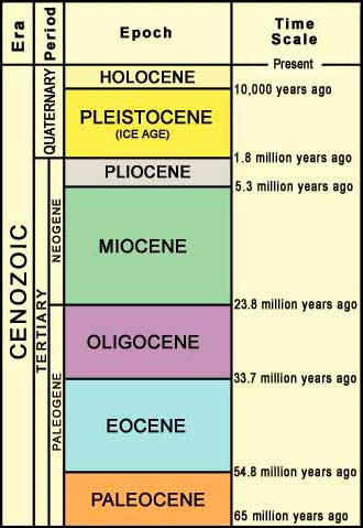 THE BEAUTY OF LIFE: geologic time scale cenozoic