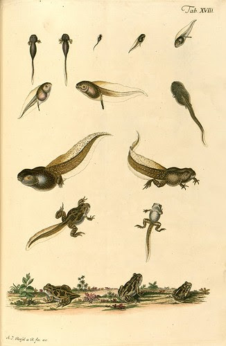 Historia naturalis ranarum nostratium 1758 e