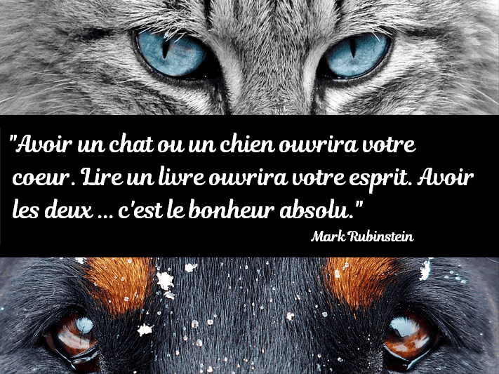 Citation Sur Le Regard Des Chats killopps