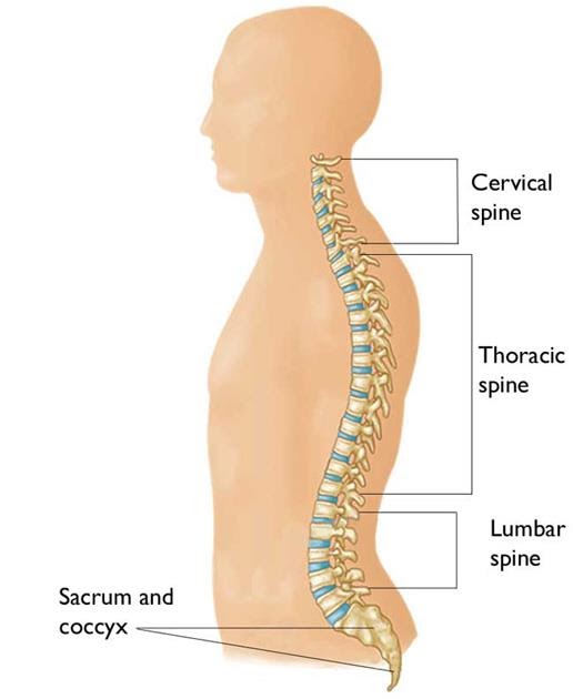 Diagram Of Bones In Neck And Shoulder - Shoulder Joint Structure : The