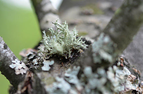 little lichen citadel