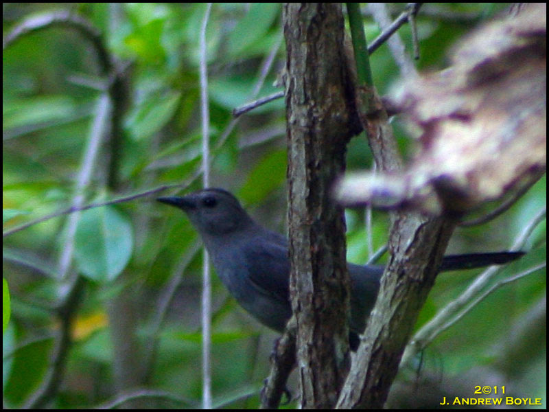 Gray Catbird Gray Catbird
