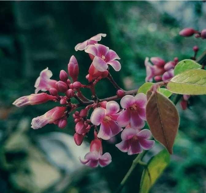 Gambar Bunga Layu Cantik