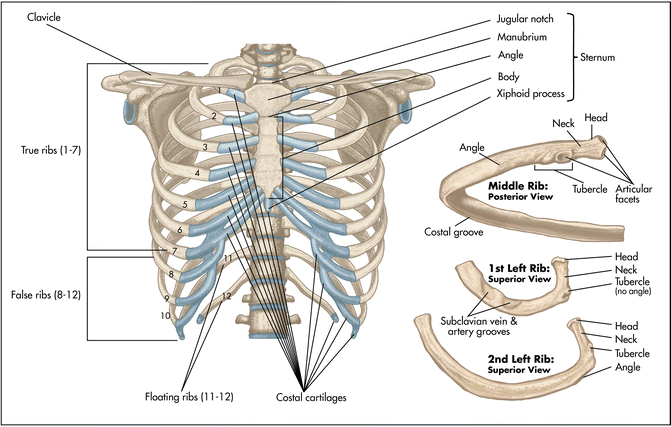 Печень ниже реберной дуги. Ребра человека анатомия. Первое ребро анатомия. Головка ребра анатомия. Отрезки ребер анатомия.
