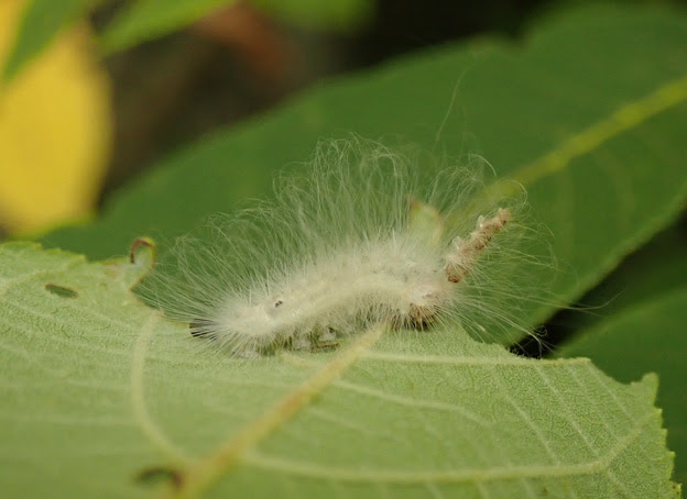 美しい花の画像 最高の毛虫 白い 毛