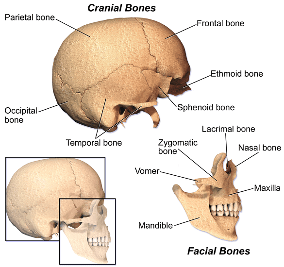 Long Bone Diagram Labled - Skeletal System Human Anatomy / Blank bone