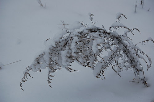 snow jan 09 011