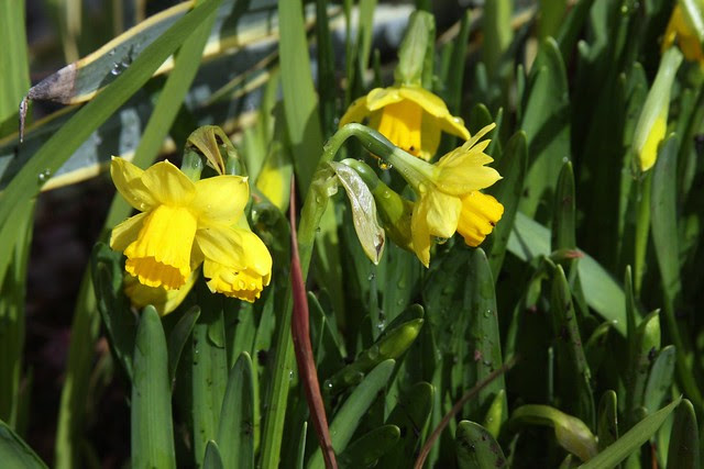 daffodils 2011