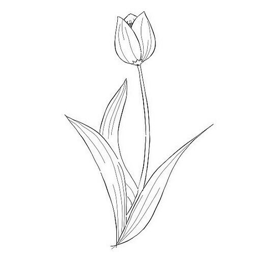 Paling Populer 12+ Contoh Gambar Bunga Tulip Yang Mudah Digambar