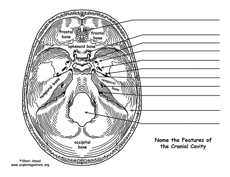 Cartoon Sketch Drawing For The Body Cavities 