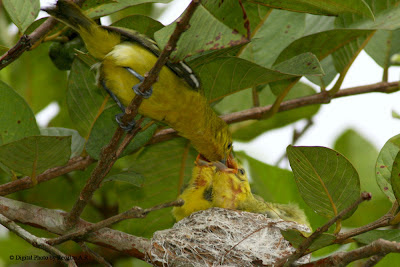 Common Iora - Nestling